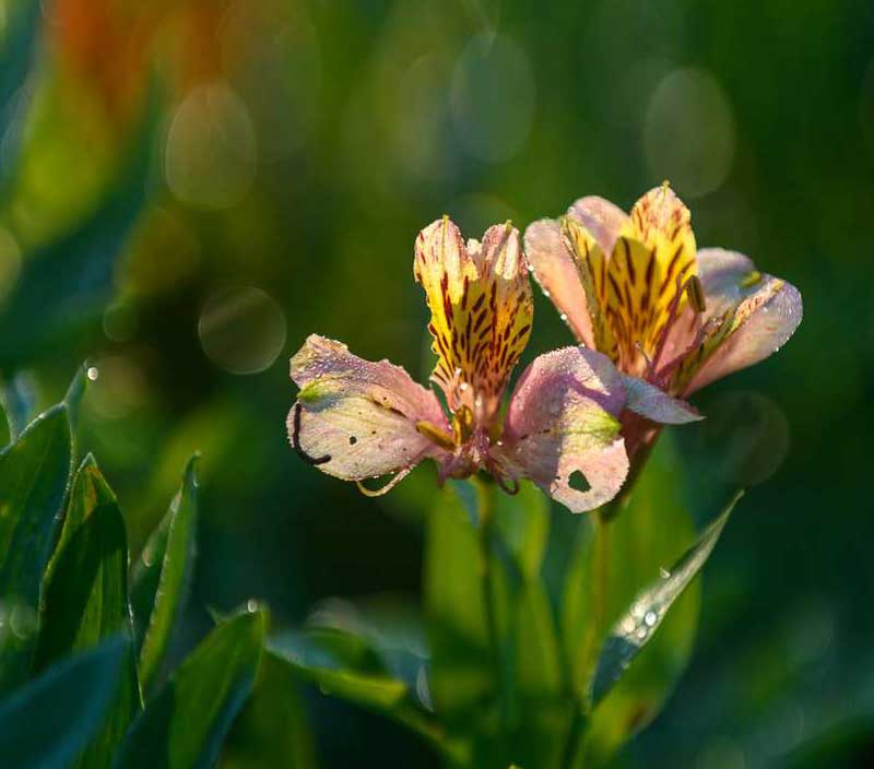 Willowdene B&B fresh air and beautiful garden