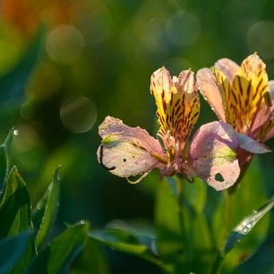 Willowdene Bed Breakfast Harding Kwazulu Natal South Africa11